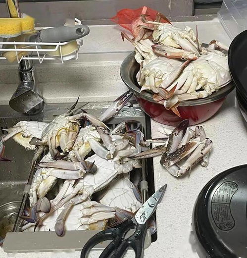 吃吐了？杭州人最愛的它價格持續走低，肉制品及副產品加工迎來旺季